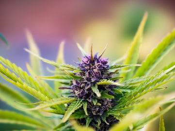 Fresh Green Categories Flower